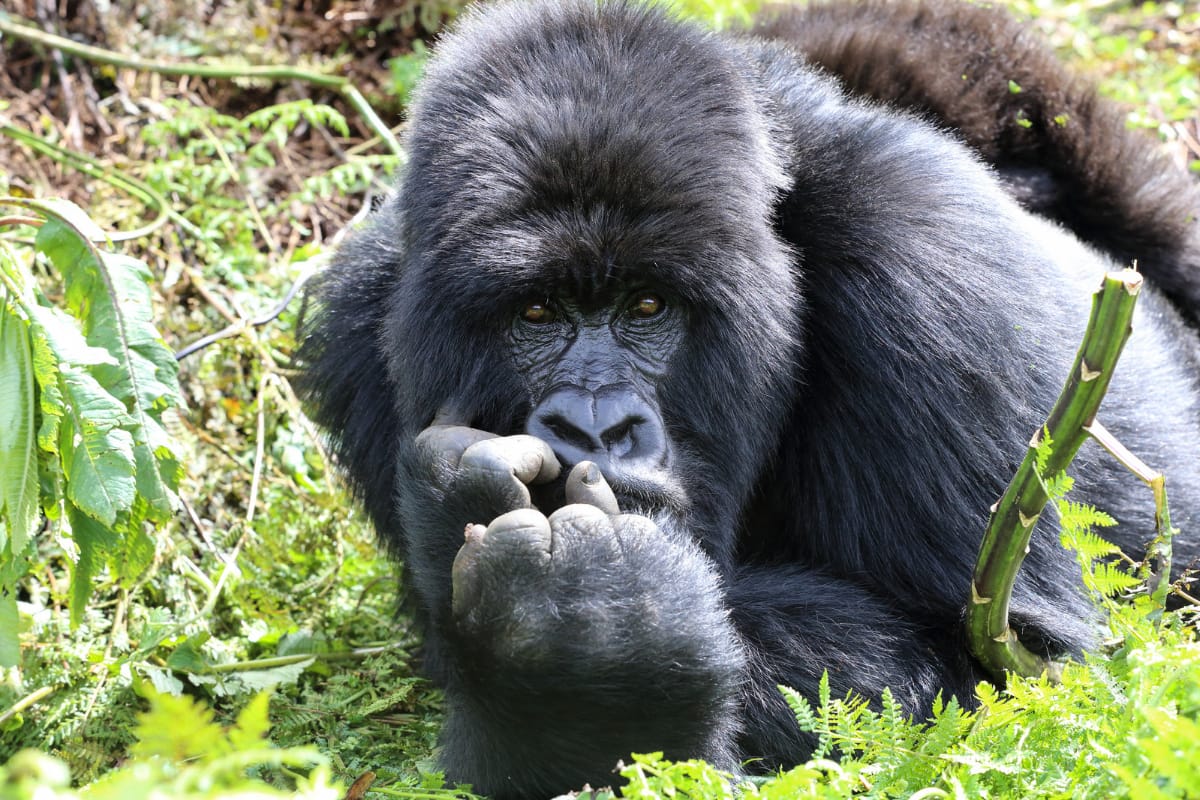 Rwanda