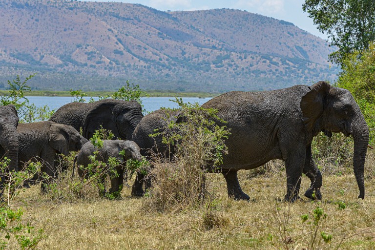 Akagera National Park