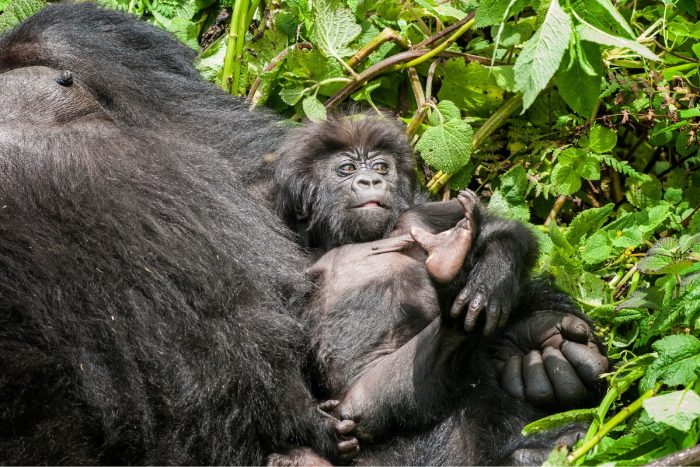 Gorilla Safari Rwanda