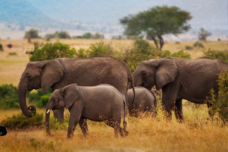 Game Reserve