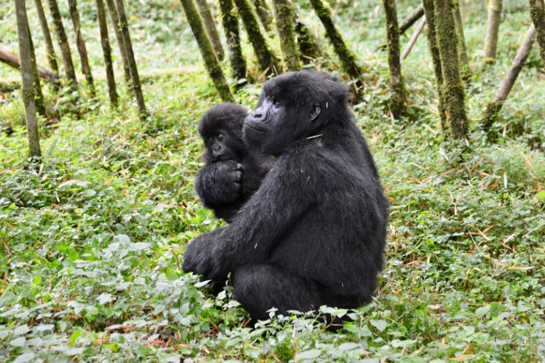 Gorilla Trekking in Volcanoes National Park