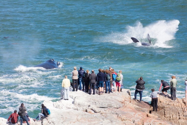 Hermanus Adventure