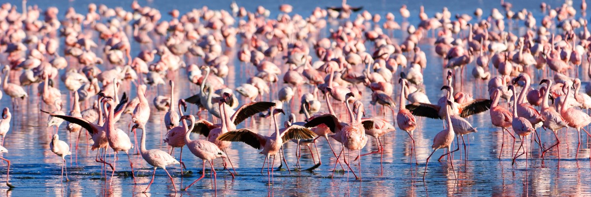 Ke Banner package 2 Lake Nakuru