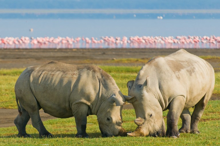 Lake Nakuru