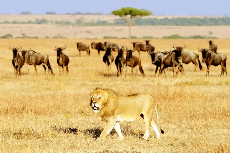 Maasai Mara