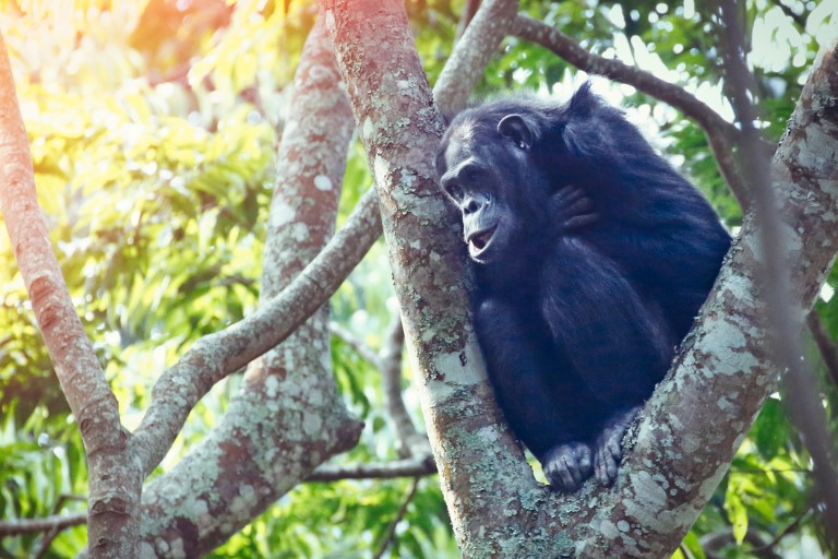 Nyungwe Forest National Park