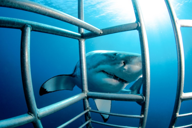 Shark Cage Diving