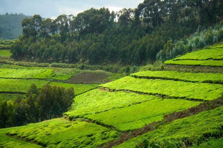 tea plantations in Nyungwe