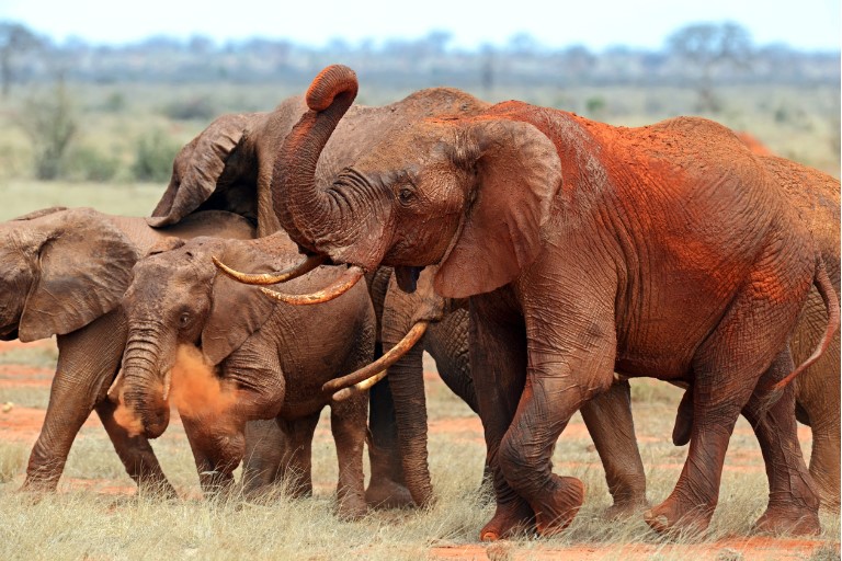 Tsavo East National Park