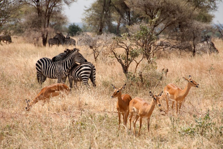 Tarangire National Park