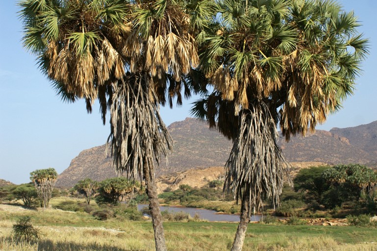 Shaba Reserve