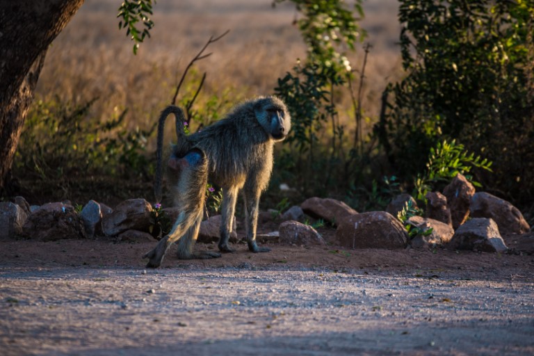 Taita Hills Sanctuary