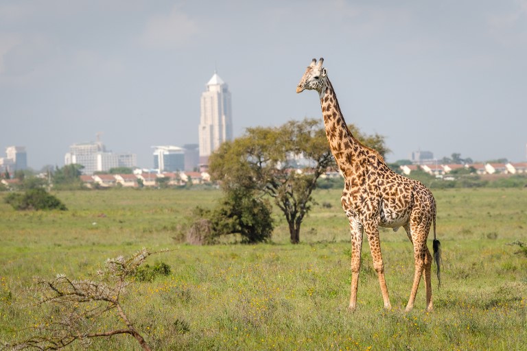 Nairobi National Park
