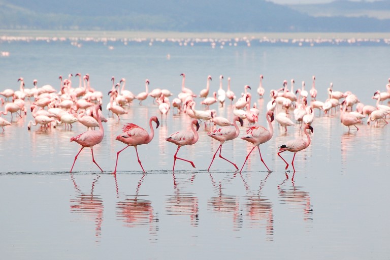 Lake Nakuru