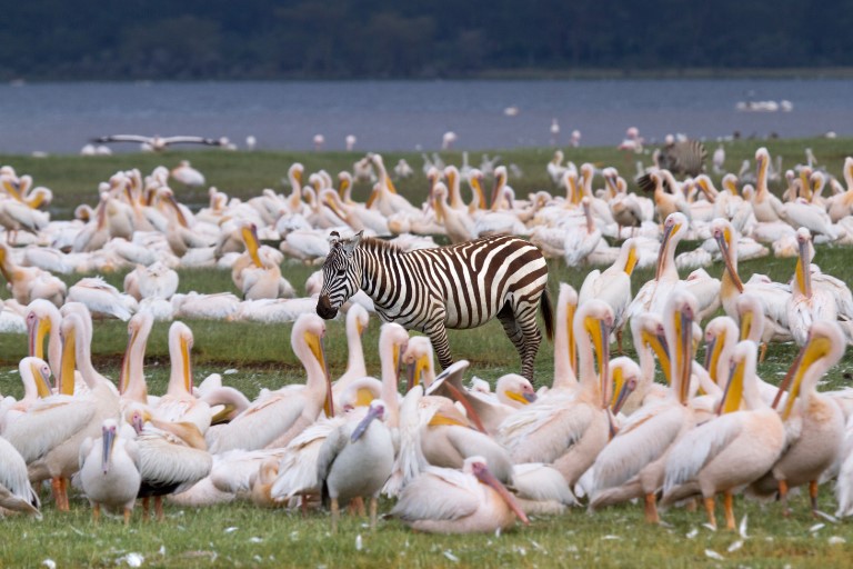 Lake Nakuru