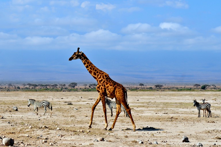 Amboseli