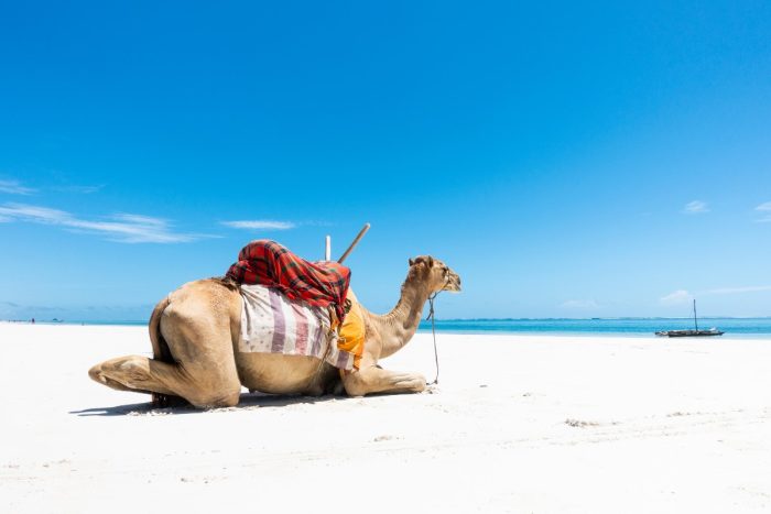 Diani 18-Day Nairobi to Indian Ocean Safari Adventure