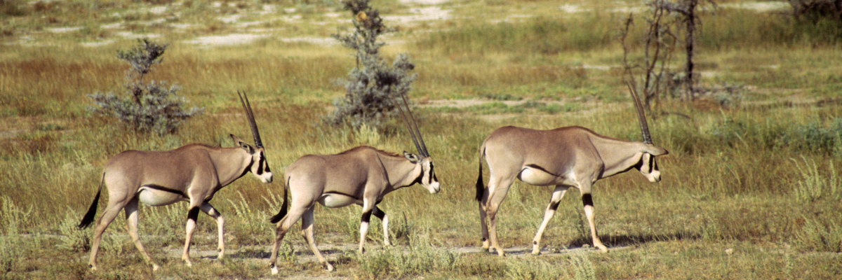 Shaba Featured 7-Day Northern Kenya Safari Adventure