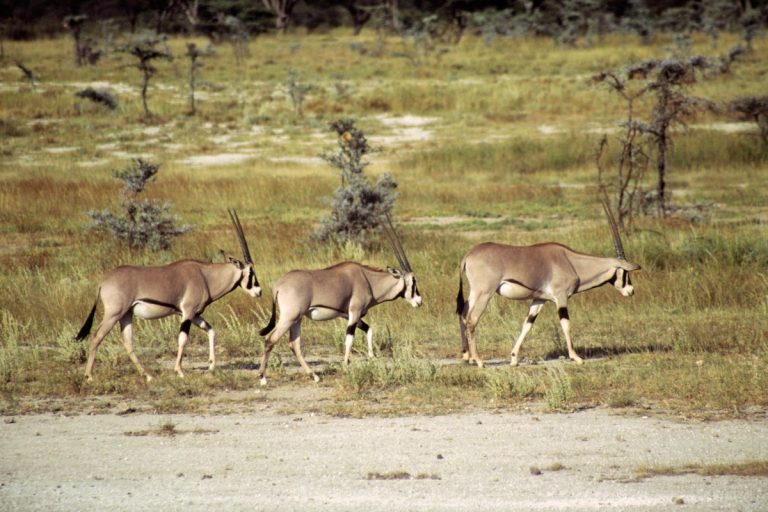 Shaba Reserve Shaba Reserve