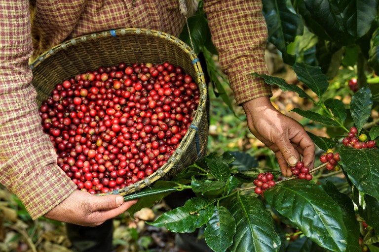 Kenyan Coffee Experience