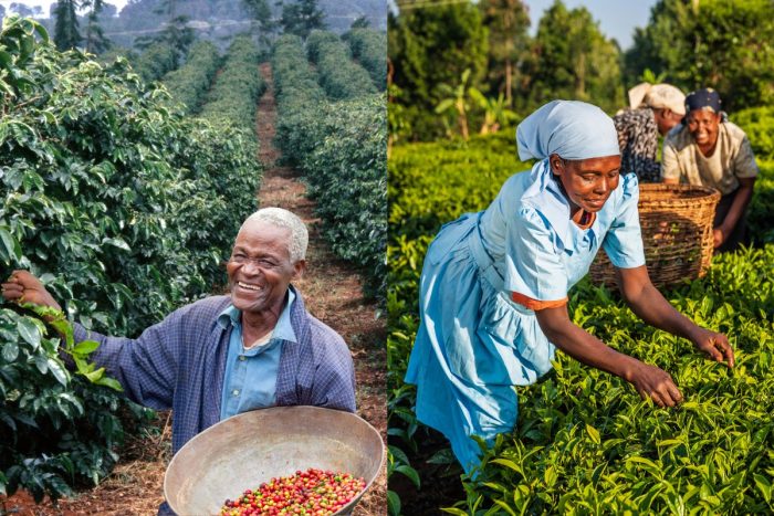 Featured Images For Packages Tea & Coffee Plantation