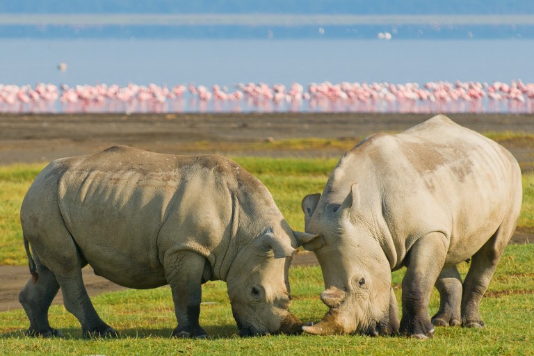 Lake Nakuru