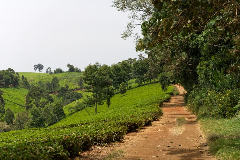 Kenyan Tea Journey
