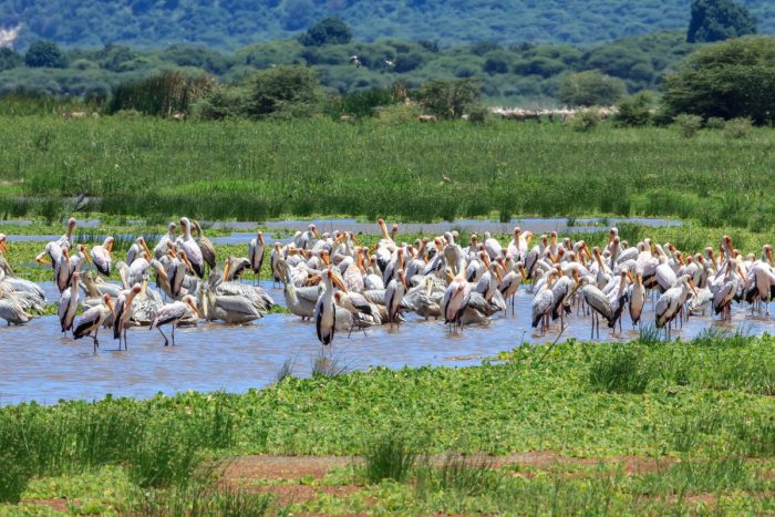 Featured Image Lake Manyara Tanzania