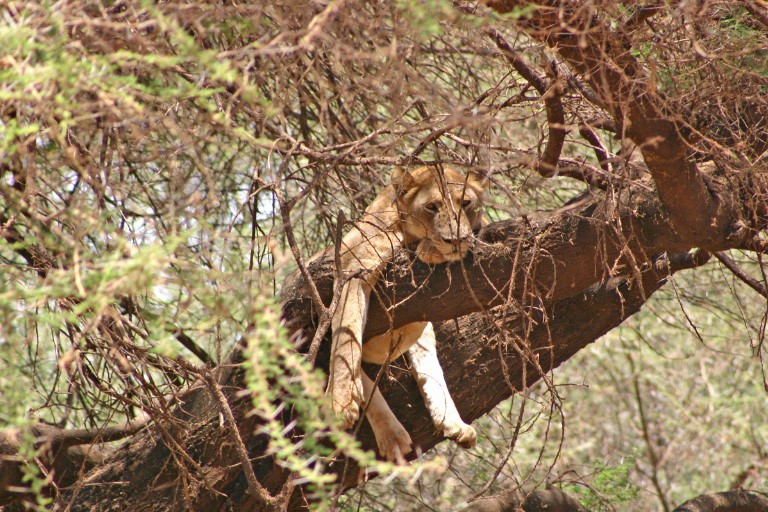 Lake Manyara's treeclimbing Lions Tanzania