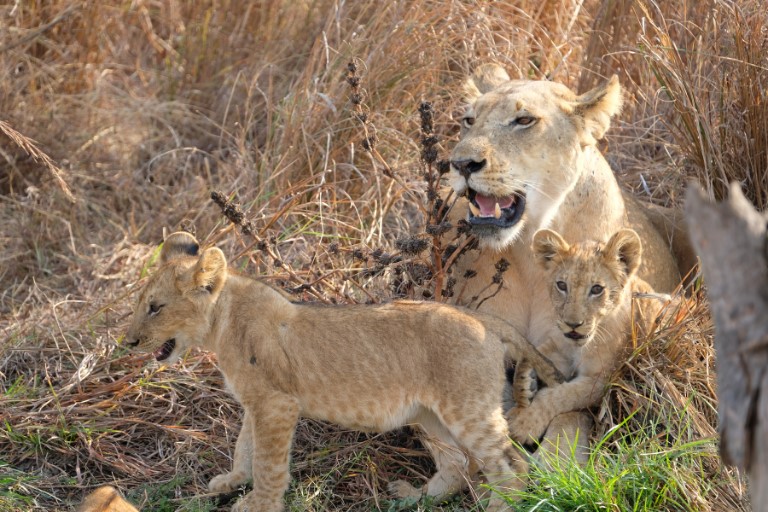 Mikumi National Park