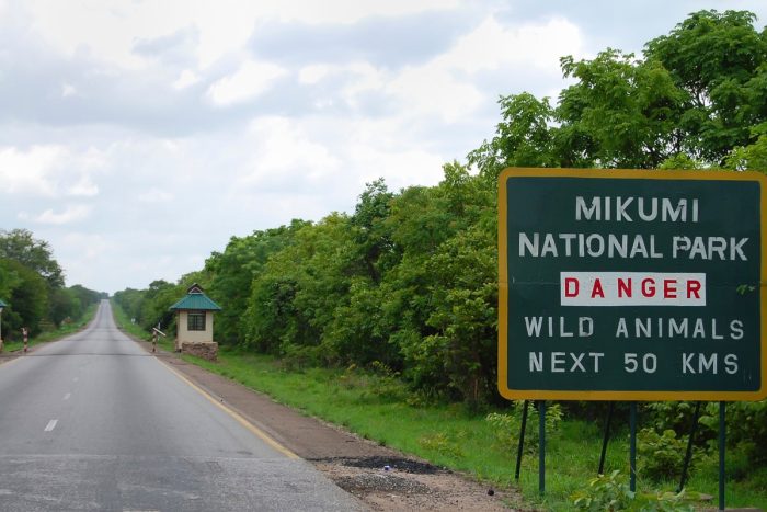 Mikumi National Park Featured Img Mikumi National Park