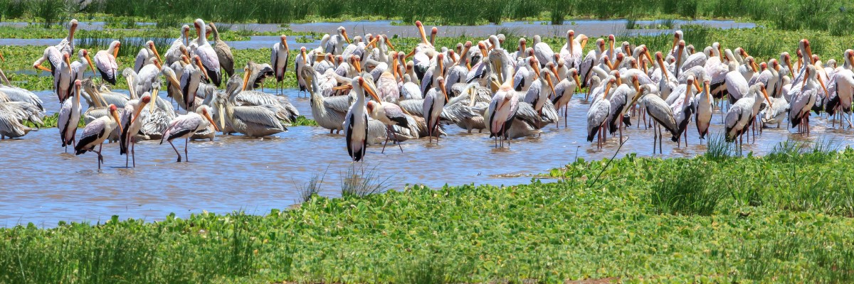 TZ banner Lake Manyara Tanzania