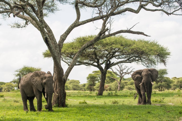 Tarangire Tanzania